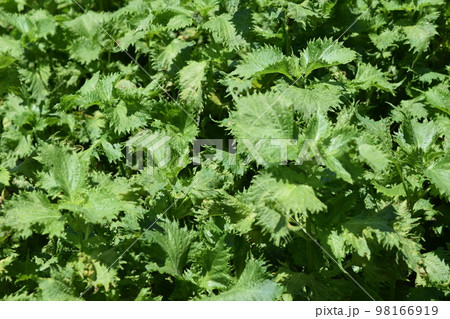 シソ畑 葉物野菜 98166919