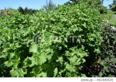 シソ畑 葉物野菜 98166920