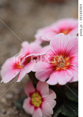 花いっぱい 0064 花いっぱい 0064 98166964