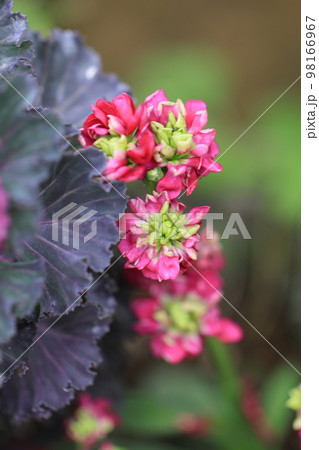 花いっぱい 0067 花いっぱい 0067 98166967