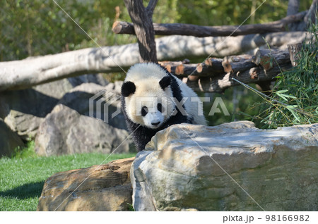お散歩中の桜浜 98166982