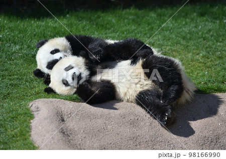 仲良し姉妹の桜浜・桃浜 98166990