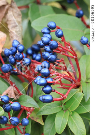 花いっぱい　0075 98166995