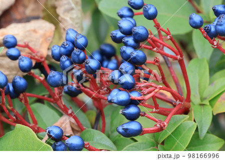 花いっぱい　0076 98166996