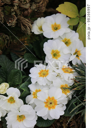 花いっぱい　0077 98166997