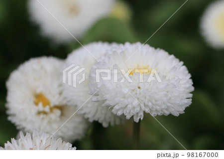 花いっぱい　0080 98167000