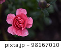 Macro photo of a small pink carnation. 98167010