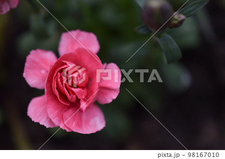 Macro photo of a small pink carnation. 98167010