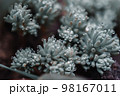 Succulents in cool shades shot in macro. 98167011
