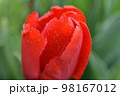Red tulip bud on a green background. 98167012