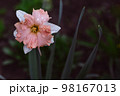Beautiful narcissus on a dark green background. 98167013