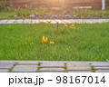 A green lawn with blooming irises near the house. 98167014