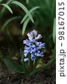 A beautiful blue hyacinth growing in the shade of the garden. 98167015