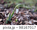 First spring snowdrops growing in the garden 98167017