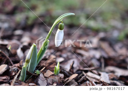 First spring snowdrops growing in the garden 98167017
