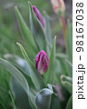 A purple tulip bud against a background of fresh green grass. 98167038