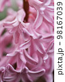 Rose hyacinth petals in the macro lens. 98167039