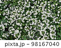 Floral background of small alissum flowers. 98167040