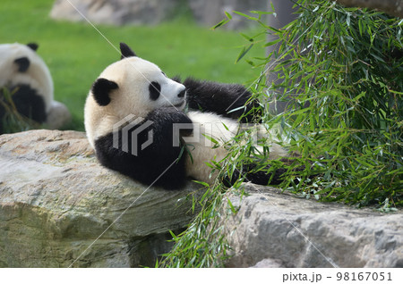 おいしそうに竹を食べる桃浜 98167051