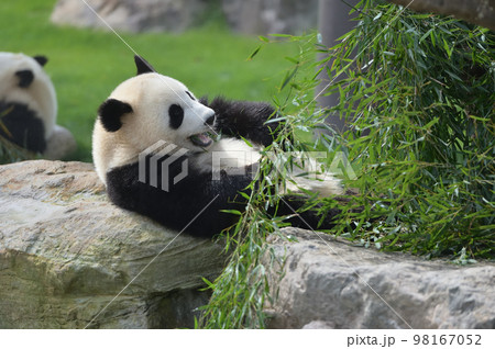 おいしそうに竹を食べる桃浜 98167052