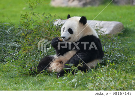 おいしそうにおやつを食べる桃浜 おいしそうにおやつを食べる桃浜 98167145