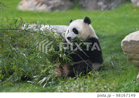 おいしそうに竹を食べる桃浜 おいしそうに竹を食べる桃浜 98167149