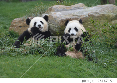 並んでおいしそうに竹を食べる桜浜・桃浜 98167151