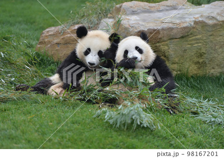 並んでおいしそうに竹を食べる桜浜・桃浜 並んでおいしそうに竹を食べる桜浜・桃浜 98167201