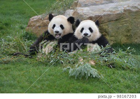 並んでおいしそうに竹を食べる桜浜・桃浜 並んでおいしそうに竹を食べる桜浜・桃浜 98167203