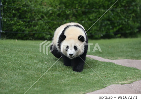 お散歩中の桜浜 98167271