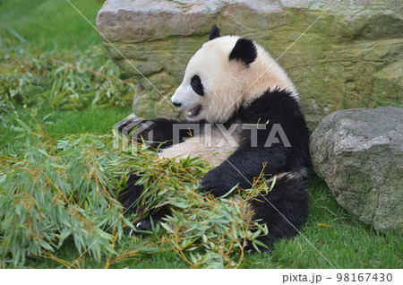おいしそうに竹を食べる桜浜 98167430