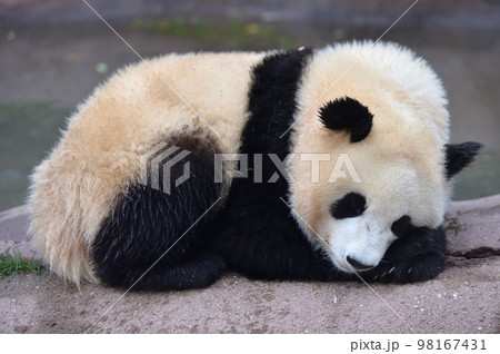 お休み中の桜浜 98167431