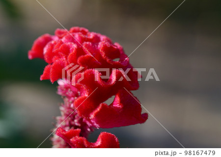 ケイトウ 98167479