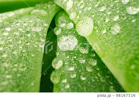 Macro of dew drops on leaves of succulent plant Macro of dew drops on leaves of succulent plant 98167516