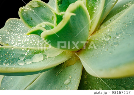 Close up of succulent leaves with drops of water Close up of succulent leaves with drops of water 98167517