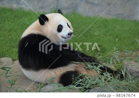 おいしそうに竹を食べる桜浜 98167674