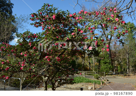 山茶花 山茶花 98167890