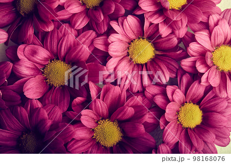 Daisy bright pink. Flowers Close-up. For design. Nature. Daisy bright pink. Flowers Close-up. For design. Nature. 98168076