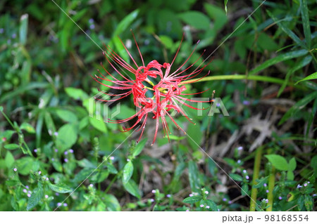 ヒガンバナの花 ヒガンバナの花 98168554