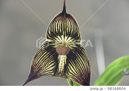 黒色と白色の縞模様の入ったサル顔に見えるモンキーオーキッド（ラン科ドラクラ属）の花が面白い 98168604