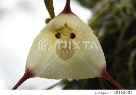 白色の幼いサル顔に見えるモンキーオッキド（ラン科ドラクラ属）の花が面白い 98168605