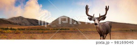 A male Deer in Canadian Nature during colorful Fall Season. Yukon, Canada. 98169040