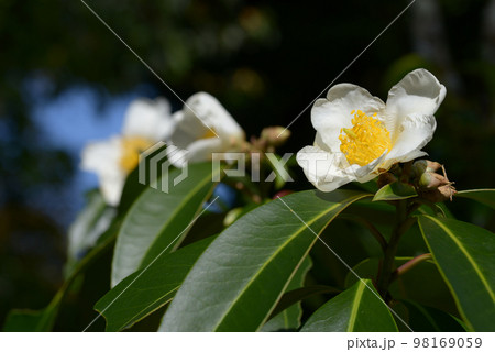 四川大頭茶 98169059