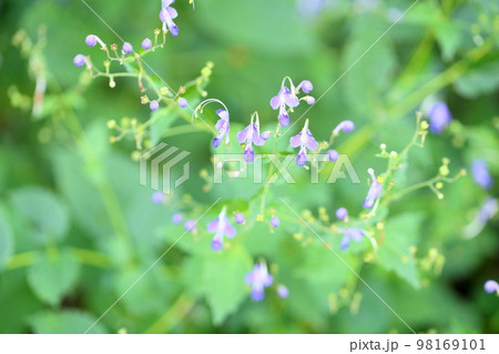 カリガネソウの花 98169101