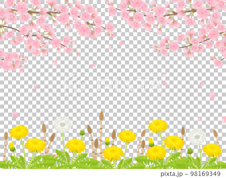 Background frame of cherry blossoms, dandelions and horsetails in full bloom 98169349