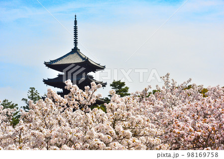 《京都市》世界遺産仁和寺に咲く満開の御室桜 98169758