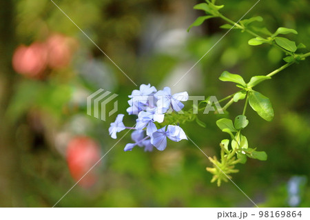 ルリマツリの花 98169864