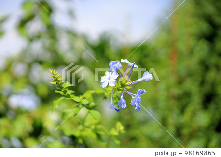 ルリマツリの花 98169865