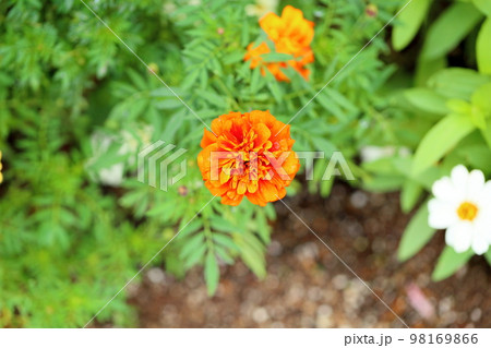 マリーゴールドの花 98169866