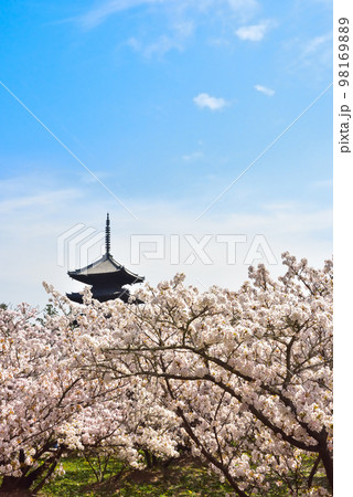《京都市》世界遺産仁和寺に咲く満開の御室桜 《京都市》世界遺産仁和寺に咲く満開の御室桜 98169889